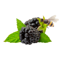 https://www.sfxware.com/The Best Berries